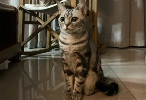 虎斑猫千万不能养