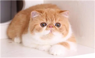 两岁加菲猫能卖多少钱