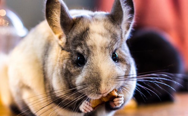 龙猫粮一天喂多少 龙猫粮一天喂多少