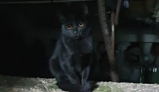 讲义气的流浪猫，吃饱后不忘同伴