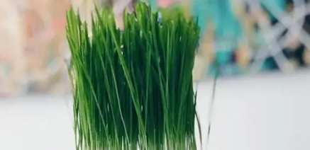 猫草多少钱一盒 猫草多少钱一盒