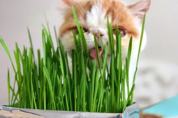 小麦猫草怎么种