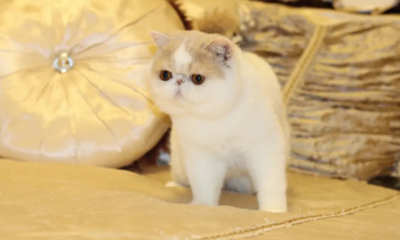 加菲猫为什么不好养?一文教会你! 加菲猫为什么不好养?一文教会你!