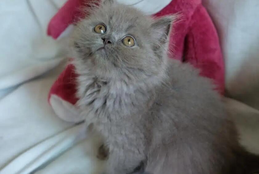 英短蓝猫为什么有长毛？原因很简单