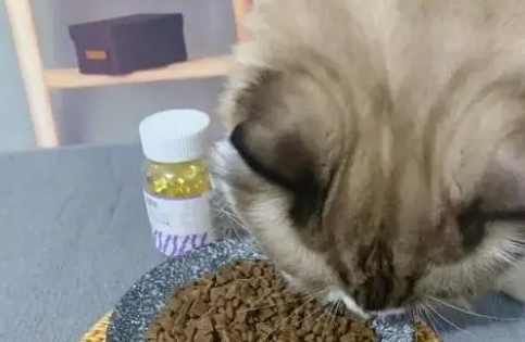 鱼油怎么给猫咪吃