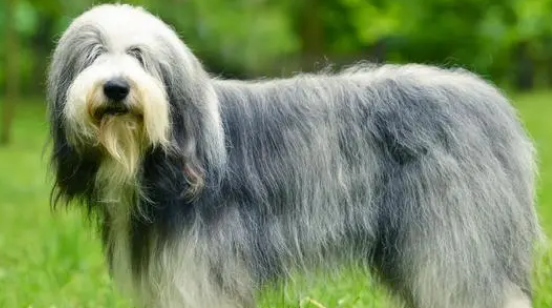 古代牧羊犬的价格