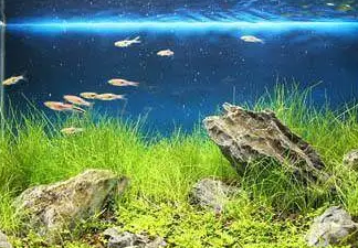 新鱼缸水浑浊该怎么处理