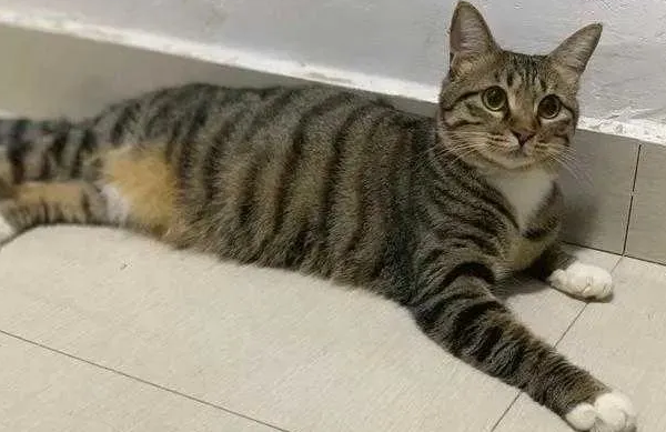 狸花猫为什么不会撒娇？可能是这4个原因！