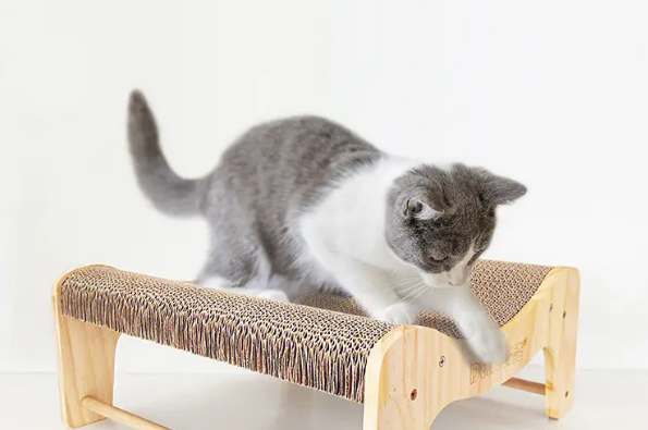 猫咪抓猫抓板是为什么 猫咪抓猫抓板是为什么