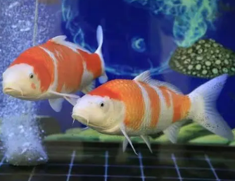养鱼鱼缸水混怎么办