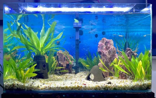 鱼缸里面有水草该怎么清洗呢 鱼缸里面有水草该怎么清洗呢