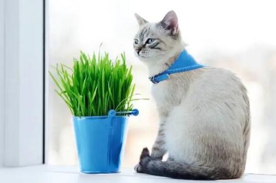 为什么要种猫草