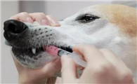 狗狗腿疼吃什么消炎药好