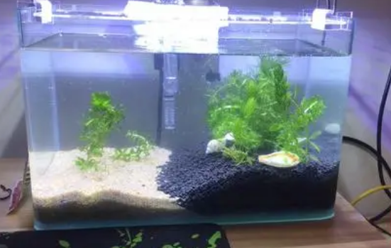 鱼缸水草泥和陶粒哪个好 鱼缸水草泥和陶粒哪个好