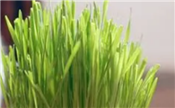 水培猫草的种植方法视频