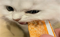 两个月幼猫可以吃猫条吗