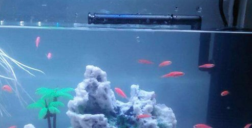 鱼缸增氧泵要放在什么位置 鱼缸增氧泵要放在什么位置