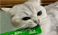 一天给猫咪吃多少猫条