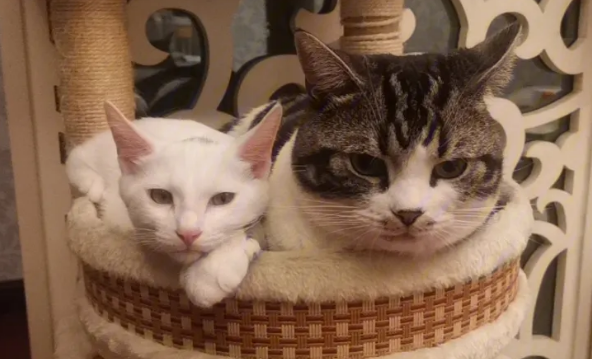 猫怎么配种？生物都具有配种的天赋
