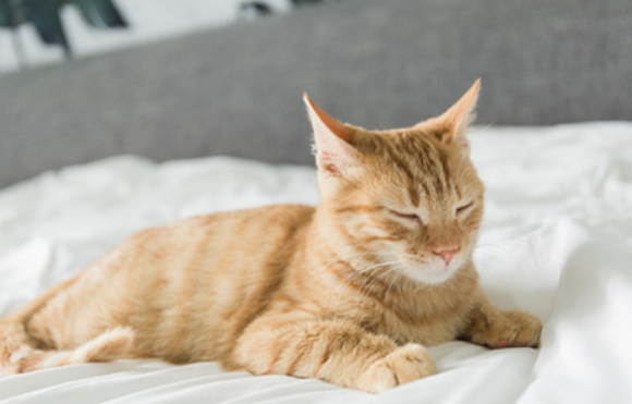 猫为什么全身发抖还叫？饲养须知~