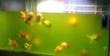 硝化菌怎么用