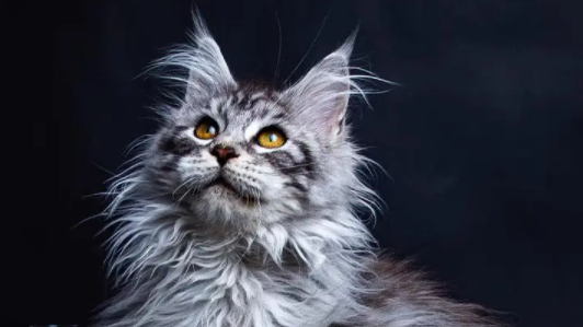猫为什么看不见食物？原因是什么呢？