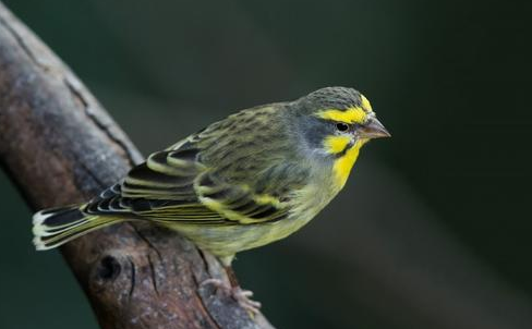 金青鸟繁殖鸟笼的大小应该如何衡量呢？
