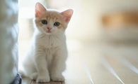 大家知道，猫为什么埋屎的时候抓空气吗？