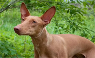 一文告诉你，法老王猎犬吃什么？