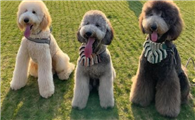 养巨贵犬后悔了