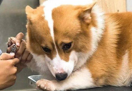 要给狗狗剪指甲吗