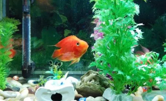 硝化细菌会饿死吗