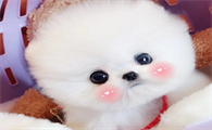 茶杯犬是什么样的