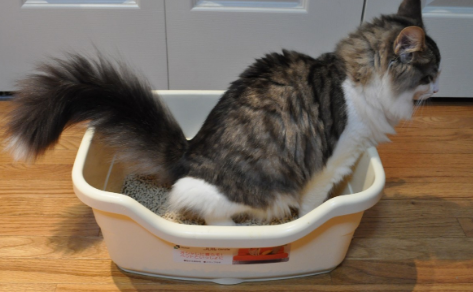 猫没有猫砂能憋多久？可以来看看！