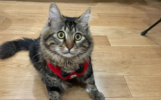 狸花猫为什么那么凶？这篇文章告诉你答案