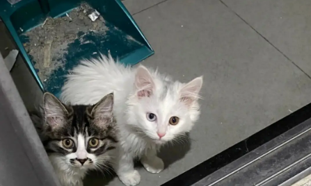 猫为什么喜欢看人洗漱?速速来get 猫为什么喜欢看人洗漱?速速来get