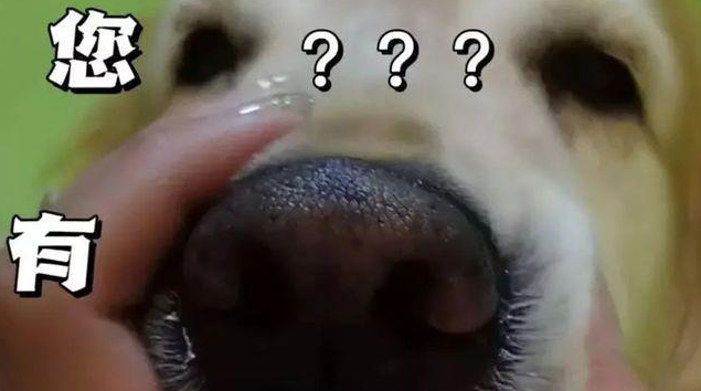 收养回来的重病金毛,得知自己要被送走后,它哭了 收养回来的重病金毛,得知自己要被送走后,它哭了