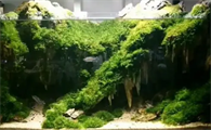 鱼缸最好养的水草