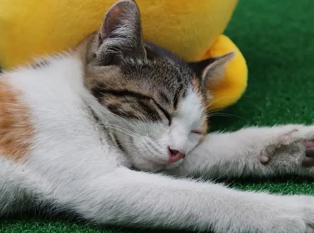 猫一直呼噜呼噜怎么回事？来看这里~