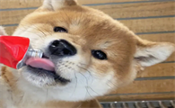 狗狗营养膏什么牌子的好