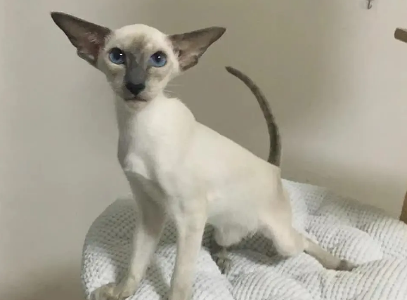东方短毛猫生病怎么照顾?不妨来看看吧 东方短毛猫生病怎么照顾?不妨来看看吧