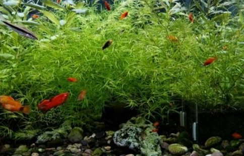 鱼缸水草绿藻怎么去除