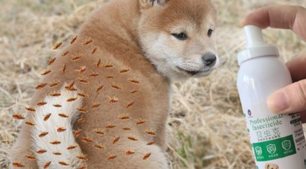 幼犬多大可以体外驱虫药