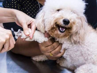 狗狗需不需要剪指甲