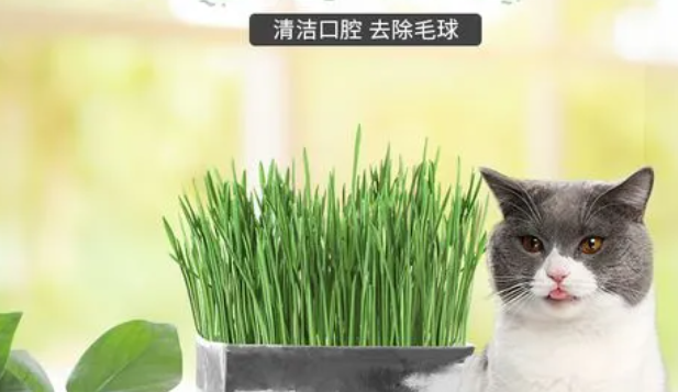 哪里有卖猫草的 哪里有卖猫草的
