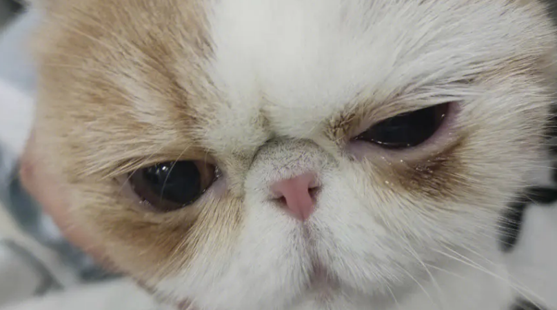 扁脸猫为什么有泪痕?主人最好提前关注。 扁脸猫为什么有泪痕?主人最好提前关注。