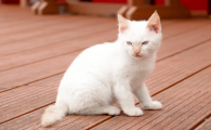猫咪知识分享，猫只有一个睾丸怎么办？
