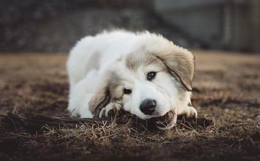 狗狗肺出血危险期几天？知道了保狗狗健康