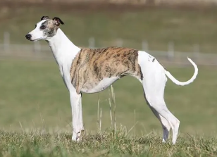 养宠小知识：惠比特犬什么食物不能吃？
