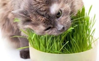 猫草培育方法 猫草培育方法